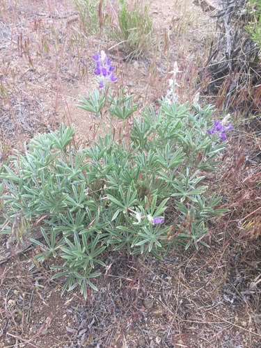 Lupinus argenteus (silvery lupine) (alternate view 2)