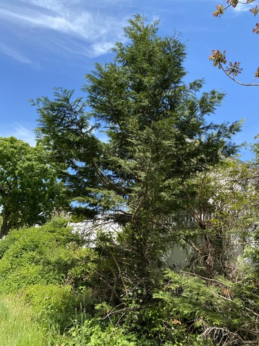 Thuja × soeegaardii ('Green Giant' arborvitae)