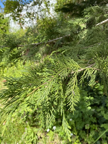 Thuja × soeegaardii ('Green Giant' arborvitae) (alternate view 2)