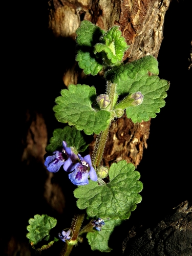 Glechoma hederacea (ground-ivy)