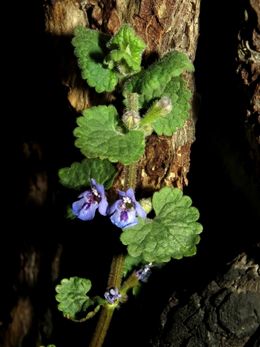 Glechoma hederacea (ground-ivy)