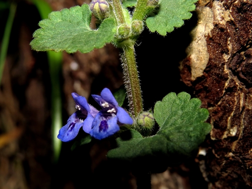 Glechoma hederacea (ground-ivy)