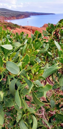 Myoporum insulare (common boobialla) (alternate view 7)