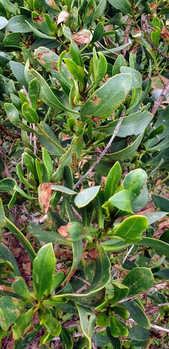Myoporum insulare (common boobialla) (alternate view 8)