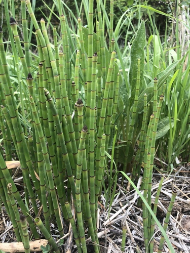 Equisetum laevigatum (smooth horsetail) (alternate view 6)