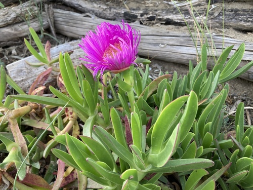 Carpobrotus (sea figs) (alternate view 4)