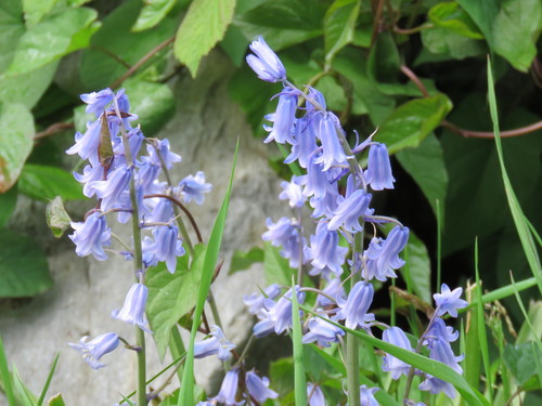 Hyacinthoides hispanica (Spanish bluebells)