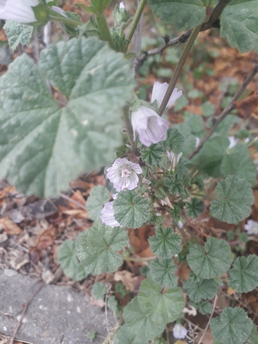 Malva neglecta (dwarf mallow, cheese plant) (alternate view 2)