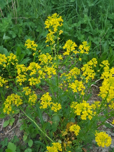 Barbarea vulgaris (bitter wintercress)