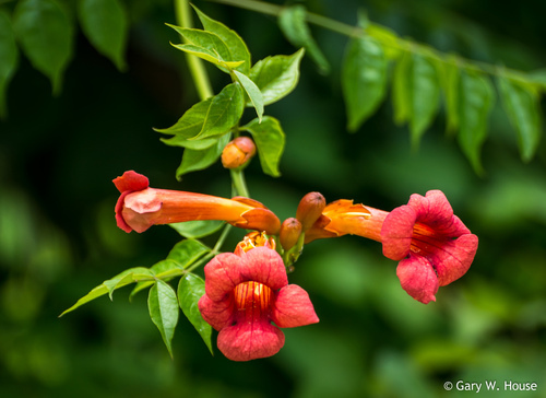 Campsis (trumpet vines) (alternate view 9)