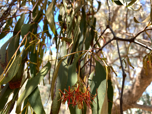 Amyema miquelii (Box Mistletoe) (alternate view 10)