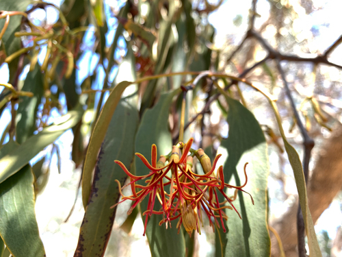 Amyema miquelii (Box Mistletoe) (alternate view 9)