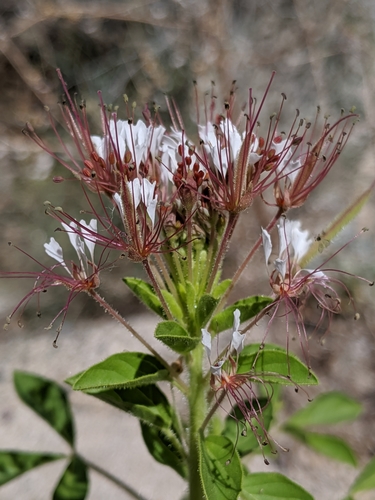 Polanisia dodecandra (redwhisker clammyweed) (alternate view 7)
