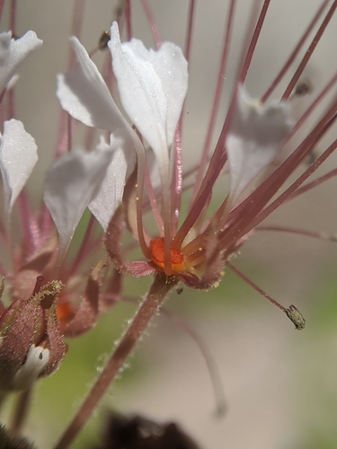 Polanisia dodecandra (redwhisker clammyweed) (alternate view 8)
