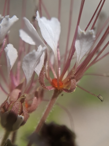 Polanisia dodecandra (redwhisker clammyweed) (alternate view 9)
