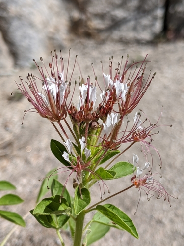 Polanisia dodecandra (redwhisker clammyweed) (alternate view 5)