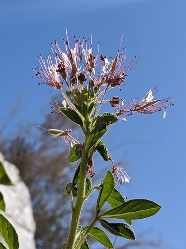 Polanisia dodecandra (redwhisker clammyweed) (alternate view 6)