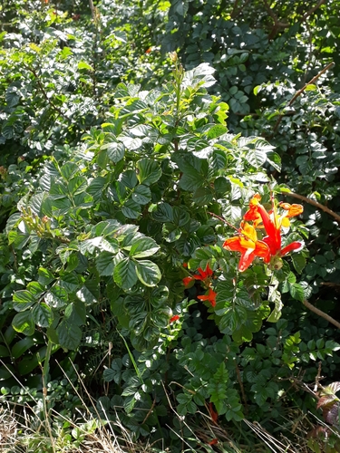 Tecomaria capensis (Cape Honeysuckle) (alternate view 3)