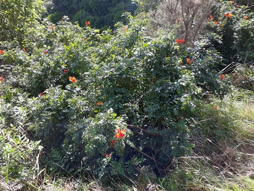 Tecomaria capensis (Cape Honeysuckle) (alternate view 4)