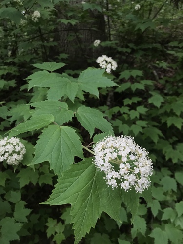 Viburnum acerifolium (mapleleaf viburnum)