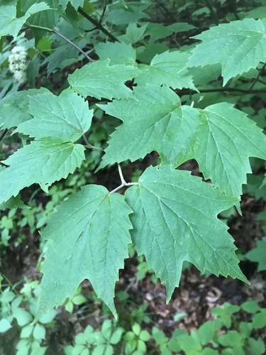 Viburnum acerifolium (mapleleaf viburnum)