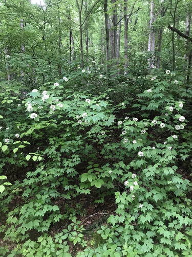 Viburnum acerifolium (mapleleaf viburnum)