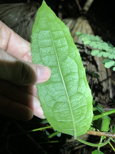 Wilkiea hugeliana (Common Wilkiea) (alternate view 3)