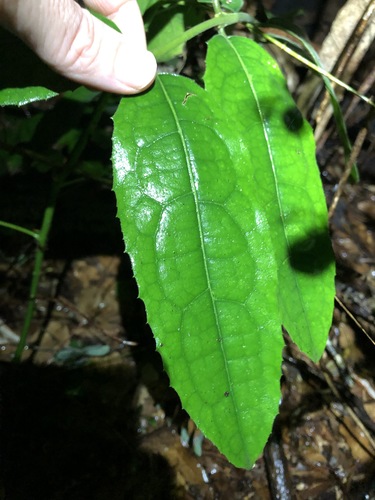 Wilkiea hugeliana (Common Wilkiea)