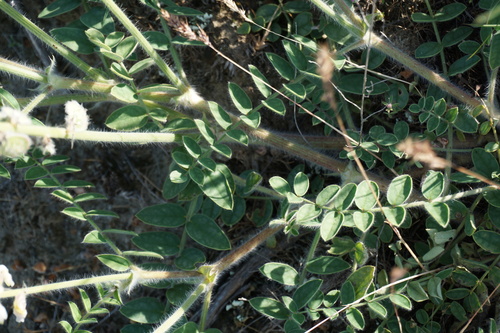 Onobrychis (Sainfoins) (alternate view 4)