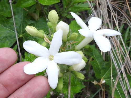Cnidoscolus texanus (Texas Bull Nettle) (alternate view 4)