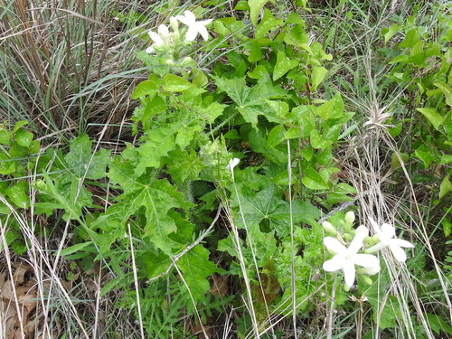 Cnidoscolus texanus (Texas Bull Nettle) (alternate view 5)