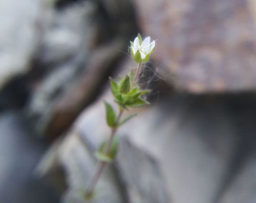 Arenaria serpyllifolia (Thyme-leaved Sandwort)