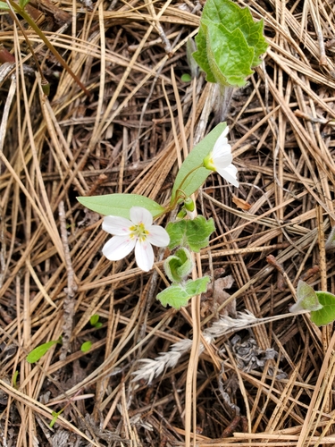 Claytonia lanceolata (Lanceleaf Springbeauty)