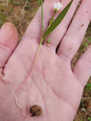 Claytonia lanceolata (Lanceleaf Springbeauty) (alternate view 2)