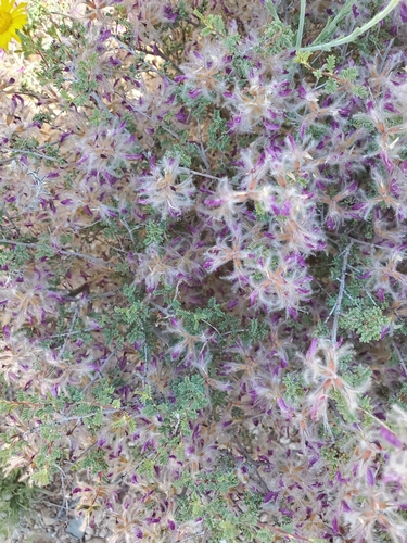Dalea formosa (feather dalea) (alternate view 3)