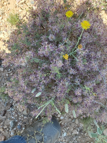 Dalea formosa (feather dalea) (alternate view 4)