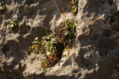 Asplenium ruta-muraria (wall-rue)