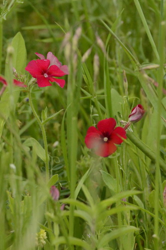 Phlox drummondii (Drummond's phlox)