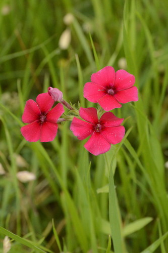 Phlox drummondii (Drummond's phlox) (alternate view 2)