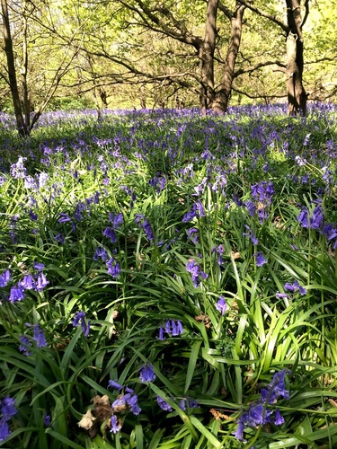 Hyacinthoides non-scripta (bluebell)