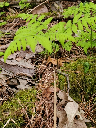 Gymnocarpium dryopteris (Northern Oak Fern) (alternate view 7)