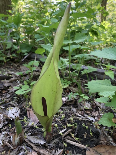 Arum maculatum (Cuckoo-pint)