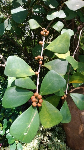 Ficus triangularis (Variegated Ficus Triangularis) (alternate view 3)