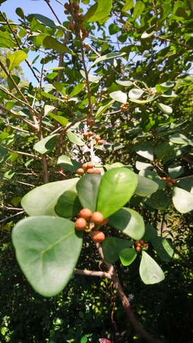 Ficus triangularis (Variegated Ficus Triangularis) (alternate view 4)
