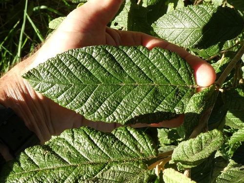 Pomaderris apetala (Tainui) (alternate view 3)