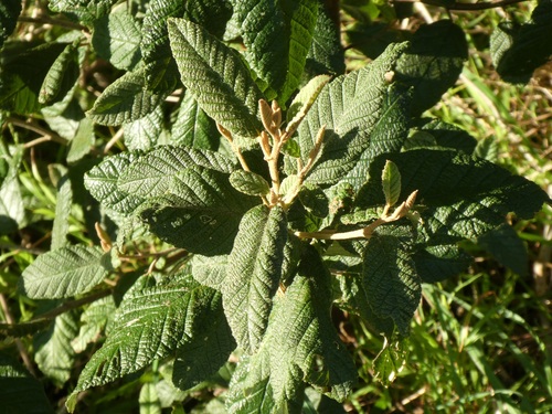 Pomaderris apetala (Tainui) (alternate view 2)