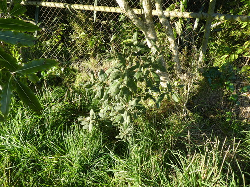 Pomaderris apetala (Tainui)