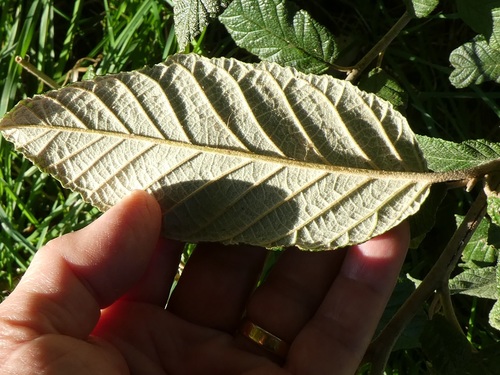 Pomaderris apetala (Tainui) (alternate view 4)