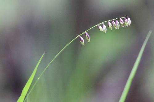 Melica nutans (alternate view 8)
