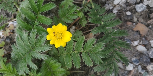 Argentina anserina (common silverweed)
